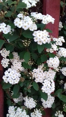 Magnoliopsida
