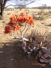 Aloe hereroensis