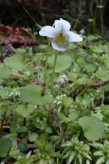 Viola filicaulis