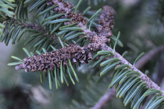 Elliottinia kerneri