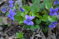 Viola × bavarica