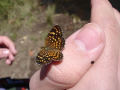 Phystis simois simois