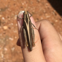 Apotropis vittata