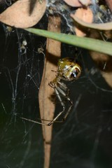 Theridion pyramidale