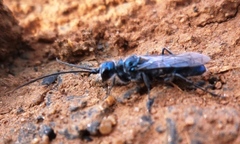 Trirogma caerulea