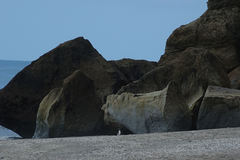 Eudyptes pachyrhynchus