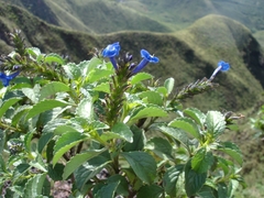 Stachytarpheta glabra