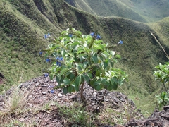 Stachytarpheta glabra