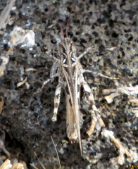 Oedaleus abruptus