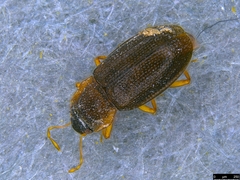 Hydraenidae