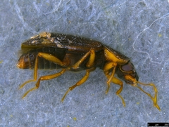 Hydraenidae
