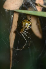 Theridion pyramidale