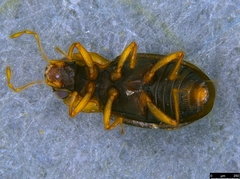 Hydraenidae