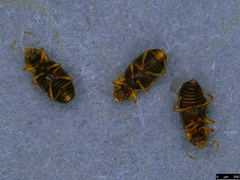 Hydraenidae