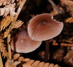 Mycena vinacea