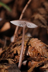 Mycena vinacea