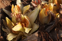 Primula maximowiczii