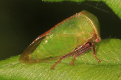 Stictocephala lutea