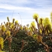Mimosa calodendron - Photo (c) Marcos Mortara, algunos derechos reservados (CC BY-NC), subido por Marcos Mortara