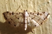 Pycnarmon cribrata