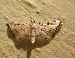 Pycnarmon cribrata