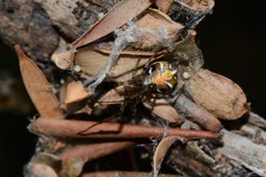 Theridion pyramidale