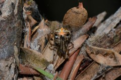 Theridion pyramidale