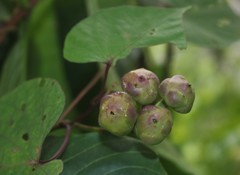 Ipomoea salsettensis