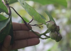 Ipomoea salsettensis
