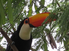 Ramphastos toco