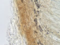Elliottinia kerneri