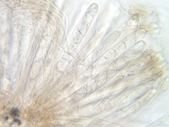 Elliottinia kerneri