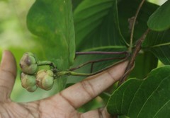 Ipomoea salsettensis