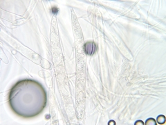 Elliottinia kerneri