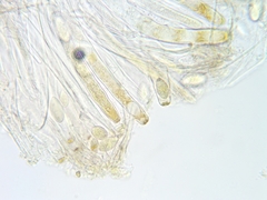 Elliottinia kerneri
