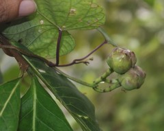 Ipomoea salsettensis