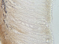 Elliottinia kerneri