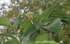 Ipomoea salsettensis