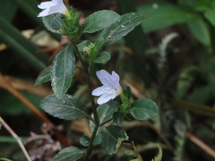 Strobilanthes tetrasperma