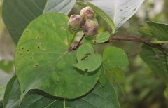 Ipomoea salsettensis