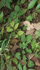 Ipomoea salsettensis