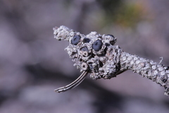 Elliottinia kerneri