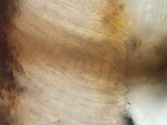 Elliottinia kerneri