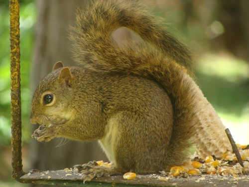 Brazilian Squirrel, photo 4 of 7