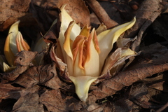 Primula maximowiczii