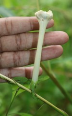 Ipomoea salsettensis