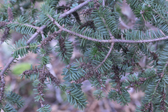 Elliottinia kerneri