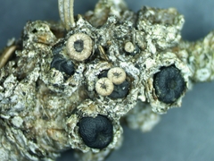 Elliottinia kerneri