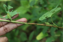 Ipomoea salsettensis