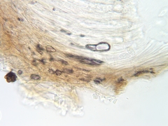Elliottinia kerneri